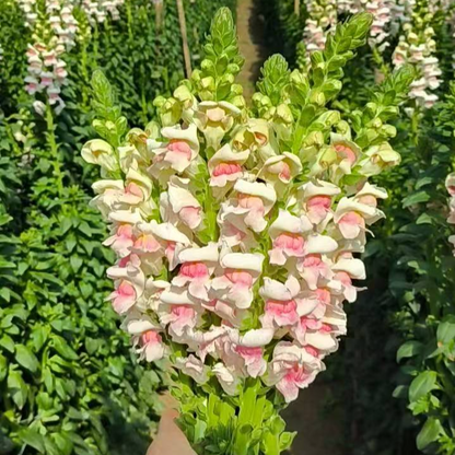 💮🌸Add Whimsy & Color to Your Garden with the 'Dragon Fruit' Snapdragon!🌹🌼
