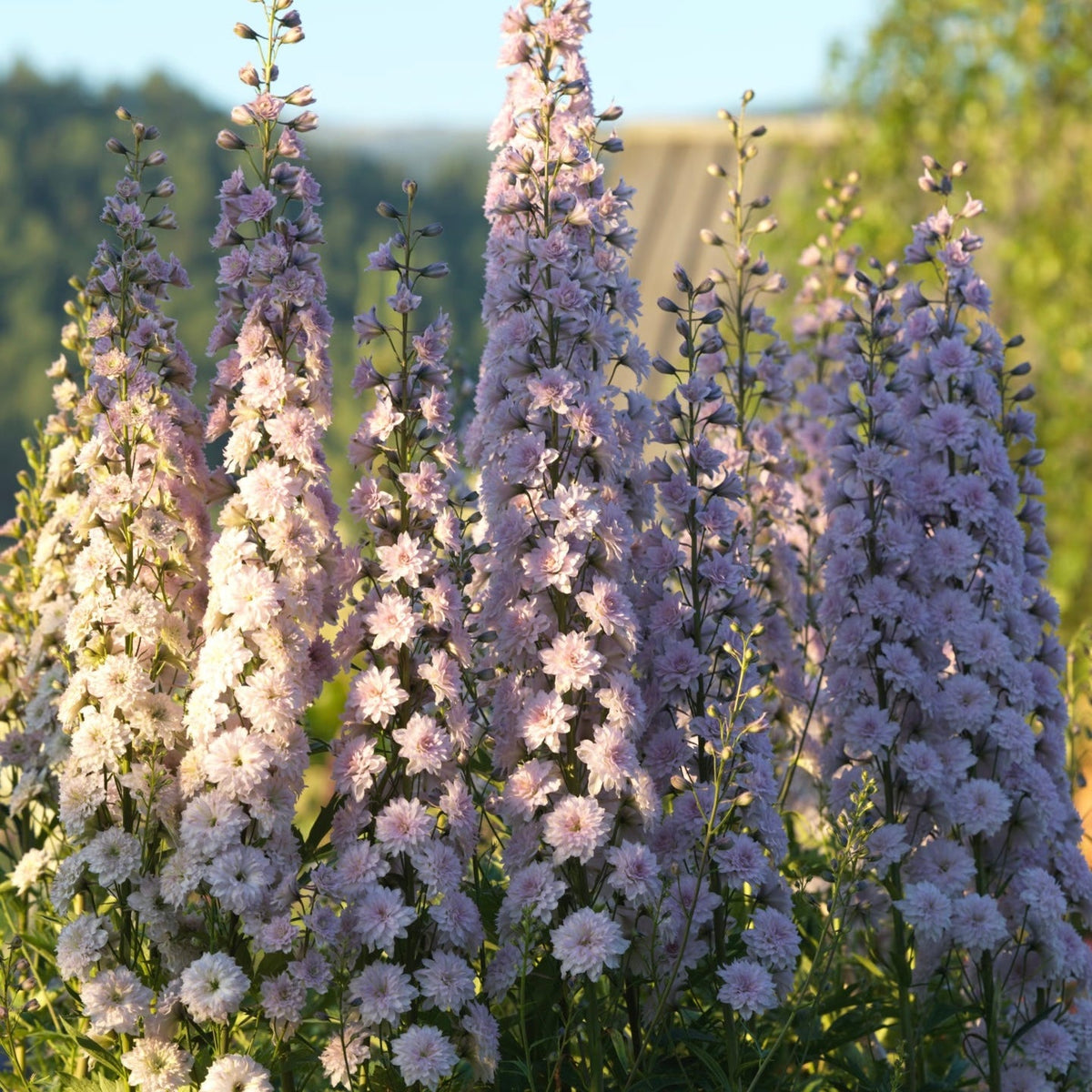 💙Grow Tall, Elegant Delphinium Flowers for a Dreamy Cottage Garden