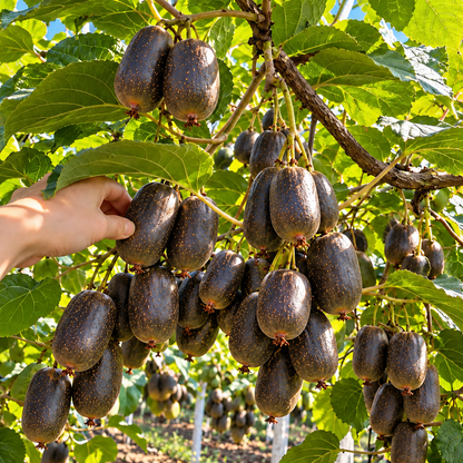 🥝 Cold-Hardy Mini Kiwi Seeds — Cold-Resistant, Smooth-Skinned Kiwi Vines