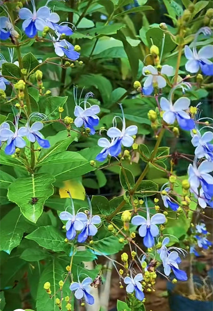 💙🦋Magical blue butterfly flowers that turn your garden into a dream