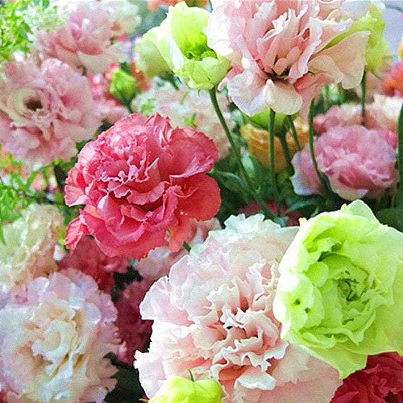 Eustoma / Lisianthus Grandiflorum Seeds - Thornless Rose-60% OFF