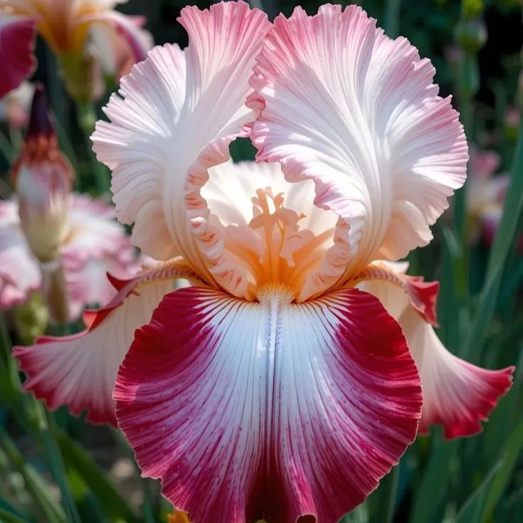⚜️Rare Iris Bulbs-Extremely Rare Iris Bulbs –🦋 Grow a Masterpiece