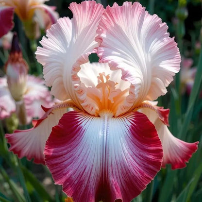 ⚜️Rare Iris Bulbs-Extremely Rare Iris Bulbs –🦋 Grow a Masterpiece