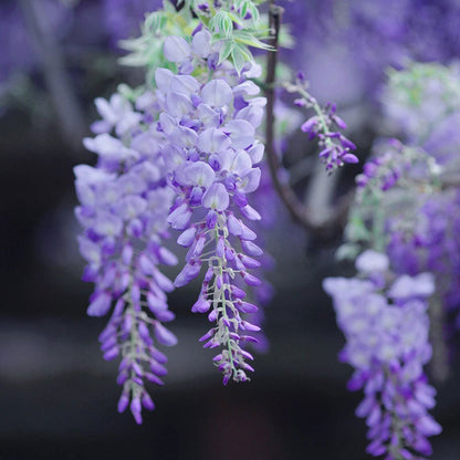 𖧧 🪻Wisteria - The Garden’s Cascading Beauty All Year Round