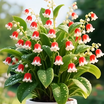 💐 Lily of the Valley – Bring Home Pure Happiness Today