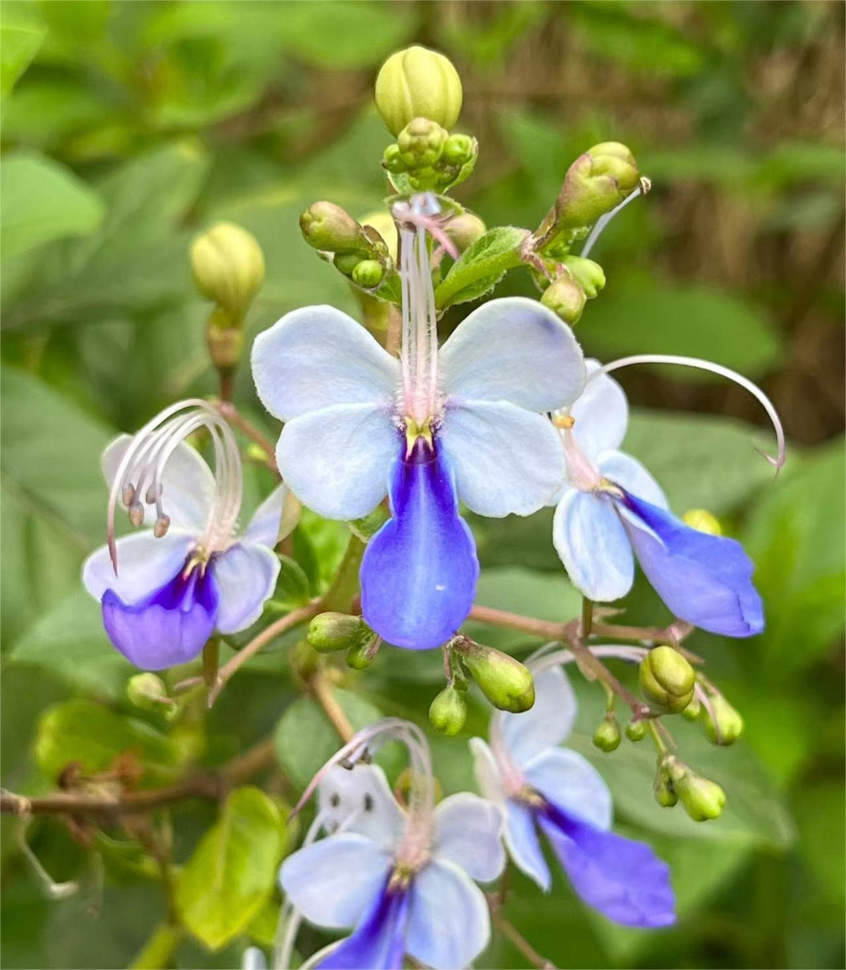 💙🦋Magical blue butterfly flowers that turn your garden into a dream