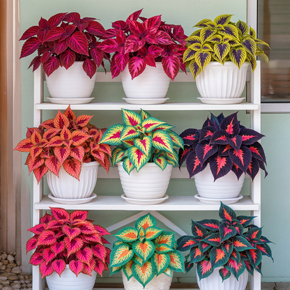 🌺Caladium Bulbs: The Easiest Way to Add Bold Color to Shady Spots