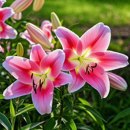 🌸 Double-Petaled Bicolor Lily Bulbs – Beautiful Blooms with Sweet Fragrance