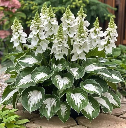 🔥Premium Hosta Seeds🌸Easy to Grow, Comes Back Every Year ✨ Perfect for Beginners