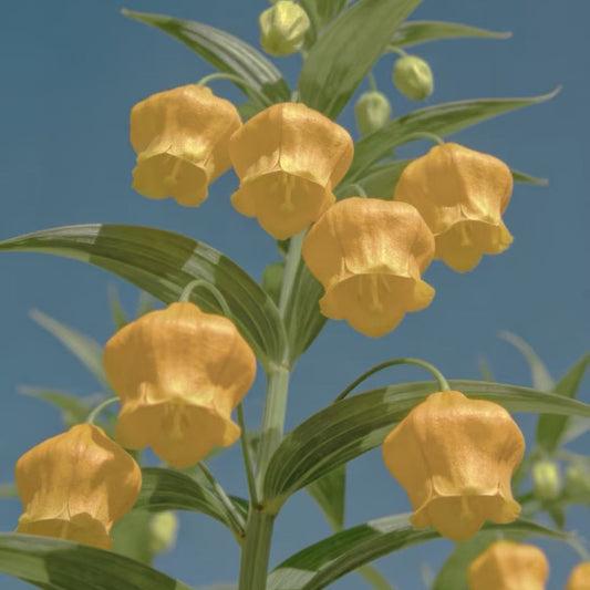 🐉ღ Chinese Lantern Lily（Sandersonia ）