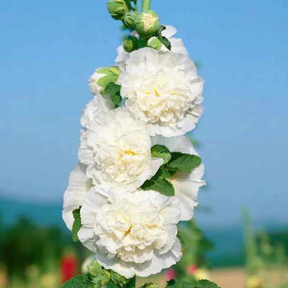 🌸 Hollyhock Seeds 🌱 Easy to Grow, Towering Blooms All Season