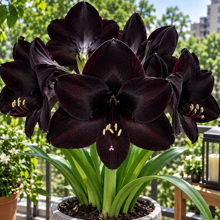 🌺 Multi-headed amaryllis bulbs with double XXL flowers – for water and soil