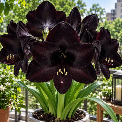 🌺 Multi-headed amaryllis bulbs with double XXL flowers – for water and soil