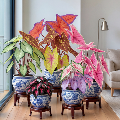 🌺Caladium Bulbs: The Easiest Way to Add Bold Color to Shady Spots
