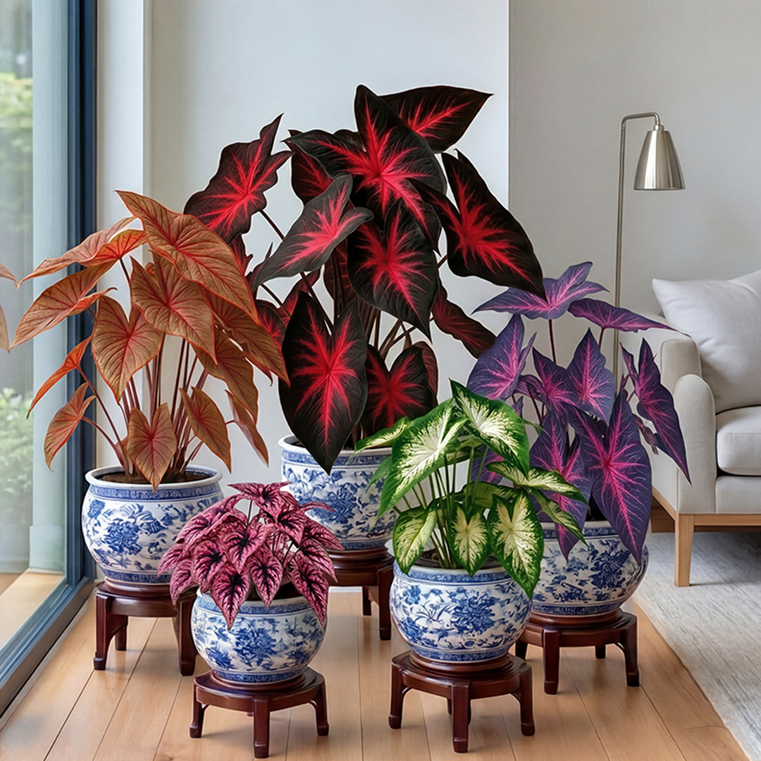 🌺Caladium Bulbs: The Easiest Way to Add Bold Color to Shady Spots