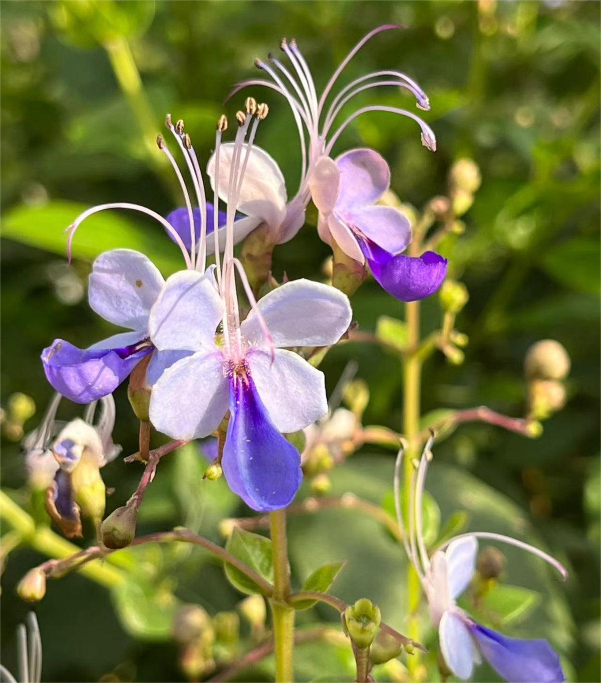 💙🦋Magical blue butterfly flowers that turn your garden into a dream