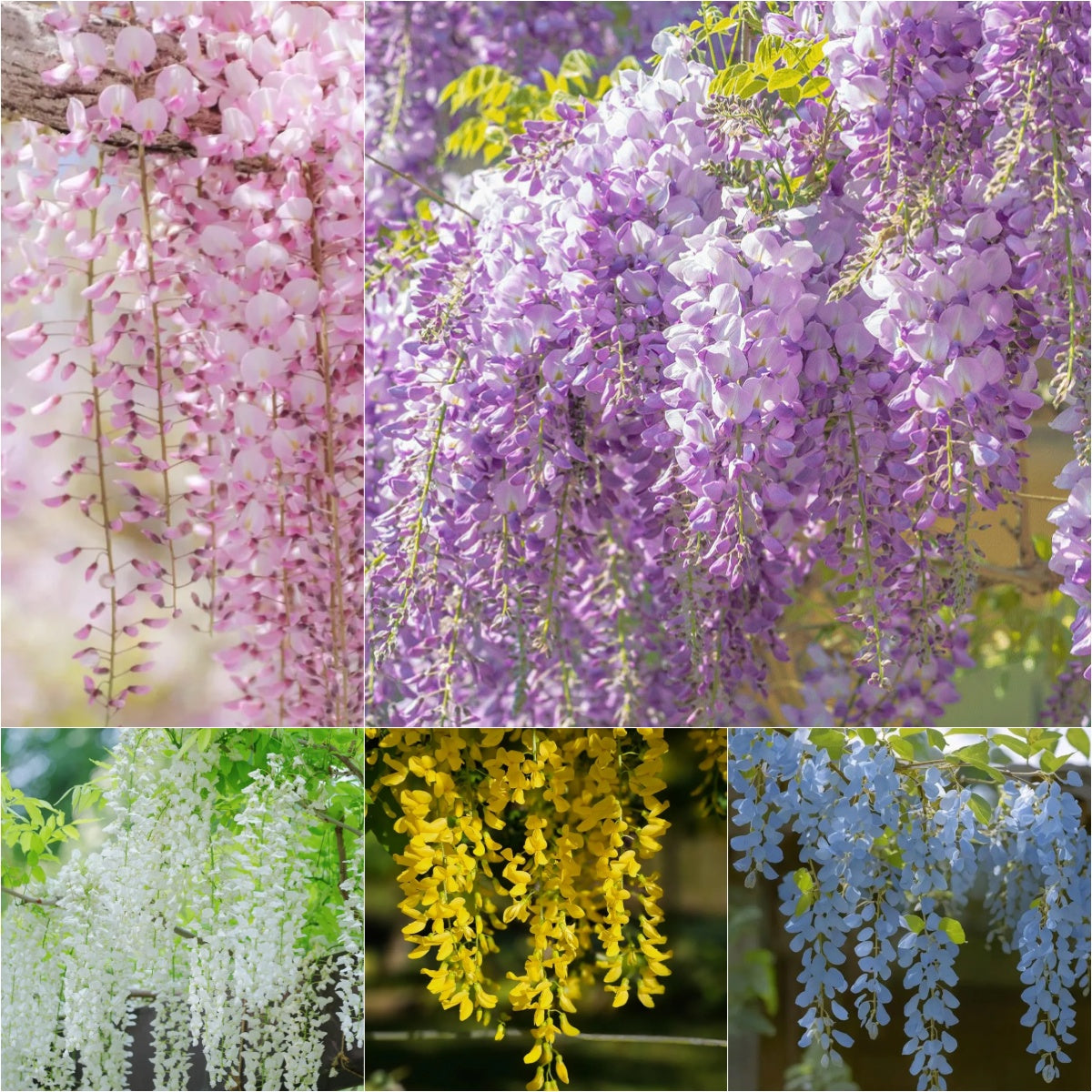 𖧧 🪻Wisteria - The Garden’s Cascading Beauty All Year Round