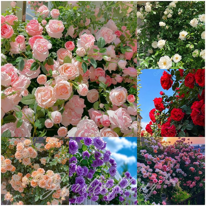 Last day 49% OFF🔥Climbing Vine Rose Flower Seeds