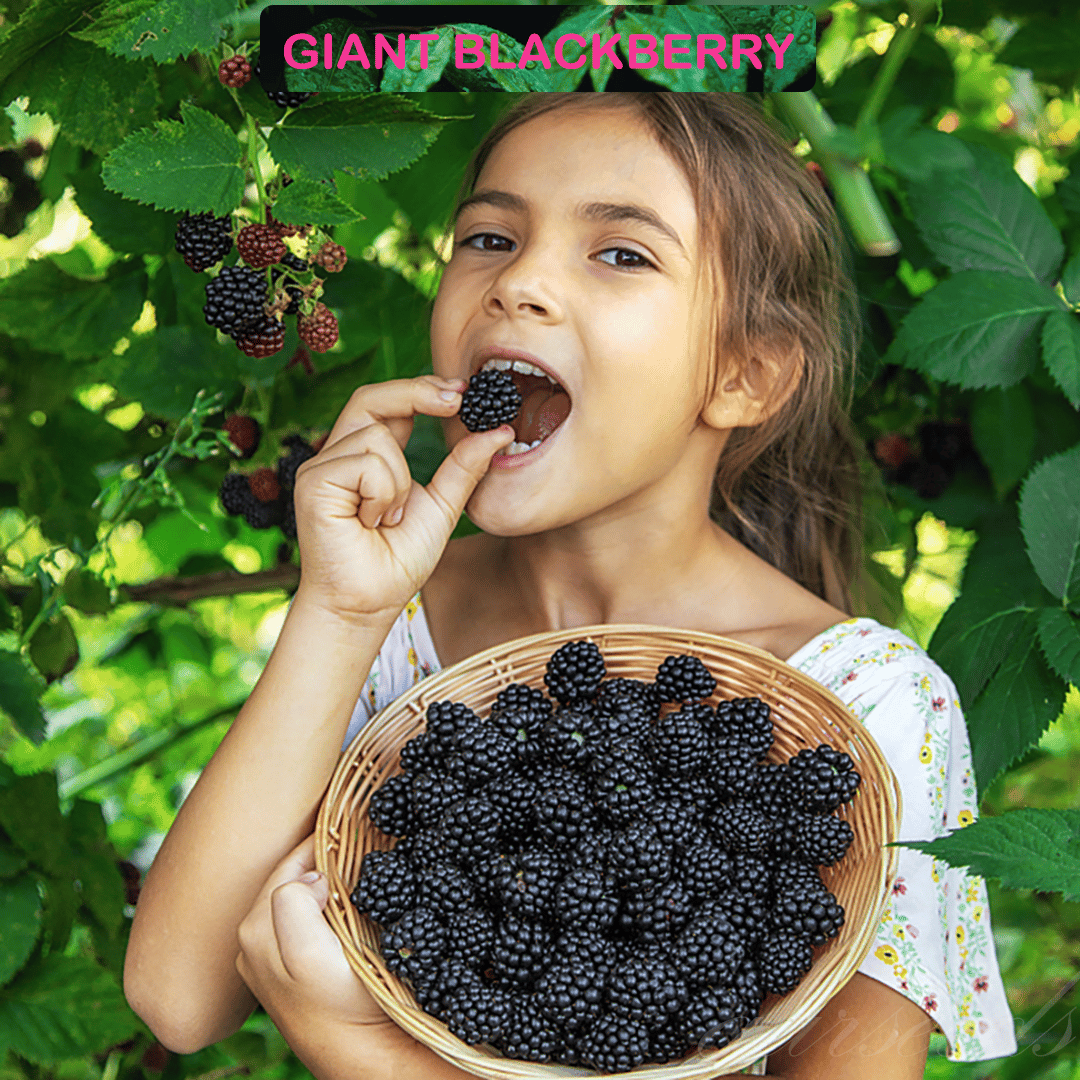 🔥Sweet Giant Blackberry Seeds