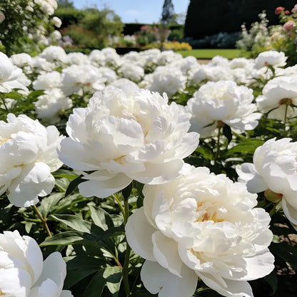🌺'King of Flowers' Rare Double Peony Roots