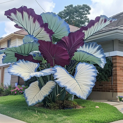 🔥 Premium Giant Caladium Bulbs 🌿🌈 Easy Care & Cold Hardy &Giant Leaves
