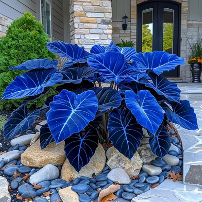 🔥 Premium Giant Caladium Bulbs 🌿🌈 Easy Care & Cold Hardy &Giant Leaves