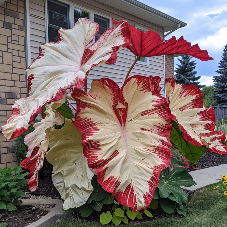 🔥 Premium Giant Caladium Bulbs 🌿🌈 Easy Care & Cold Hardy &Giant Leaves
