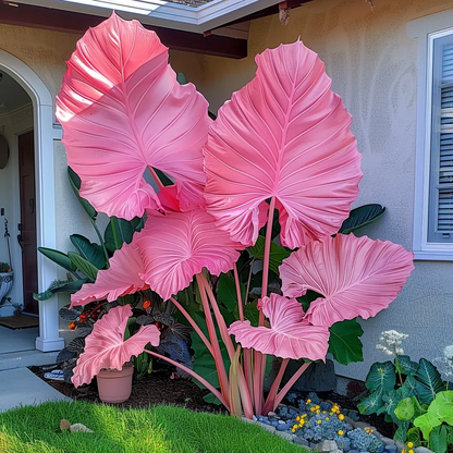 🔥 Premium Giant Caladium Bulbs 🌿🌈 Easy Care & Cold Hardy &Giant Leaves