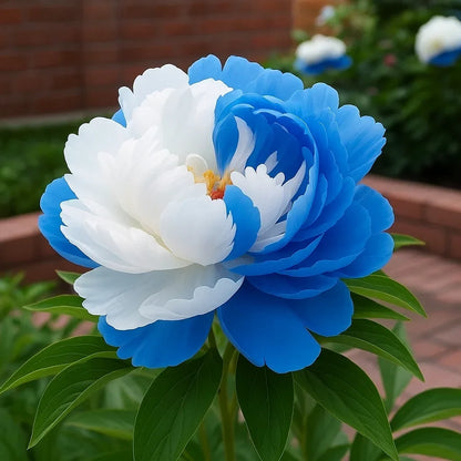🦋⋰🌸⸝⸝Luxury Double Peonies for a Stunning Garden