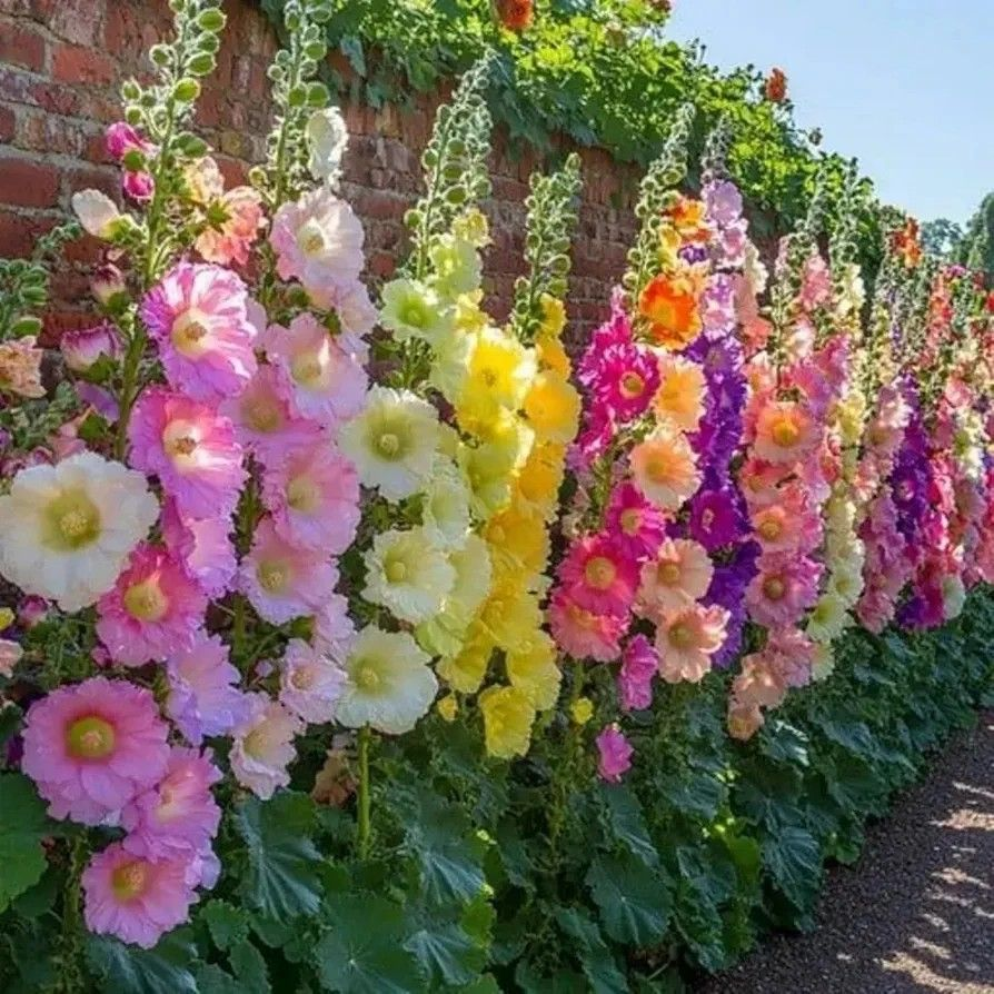 🌸 Hollyhock Seeds 🌱 Easy to Grow, Towering Blooms All Season