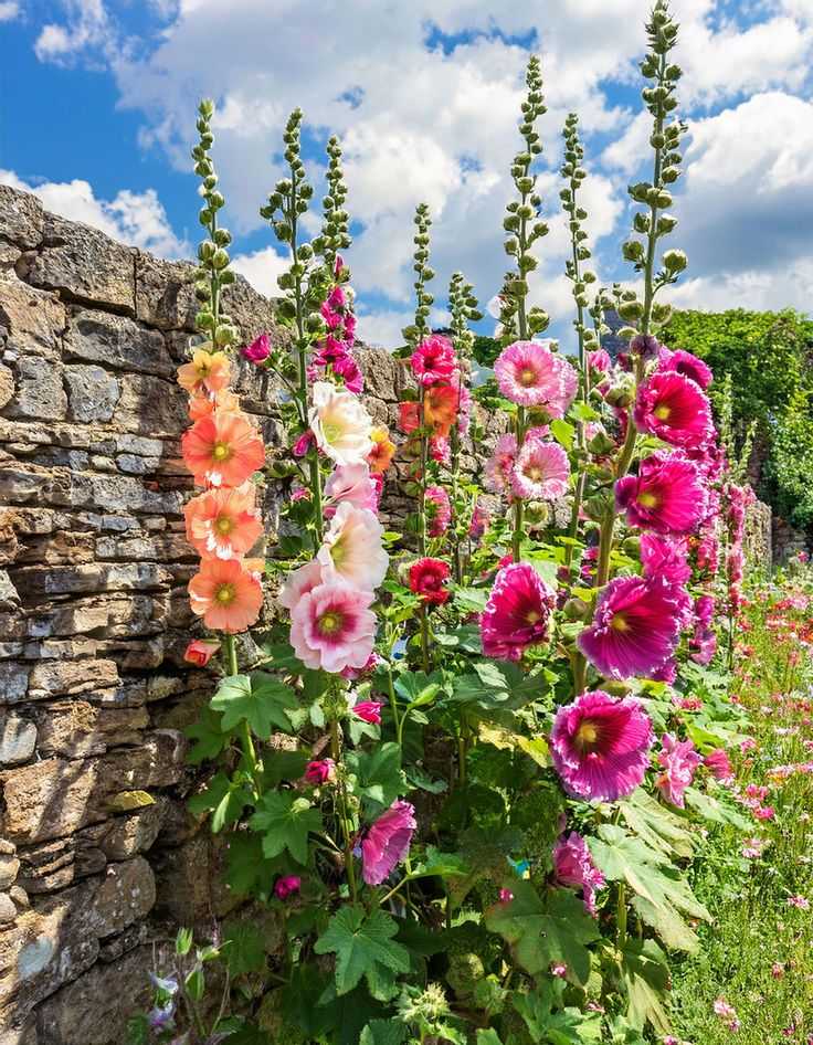🌸 Hollyhock Seeds 🌱 Easy to Grow, Towering Blooms All Season