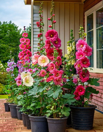 🌸 Hollyhock Seeds 🌱 Easy to Grow, Towering Blooms All Season
