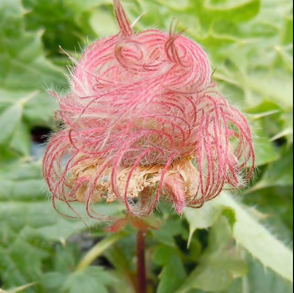 ˃̶͈🍧˂̶͈ Prairie Smoke Flower Seeds🌿Sweet Plants