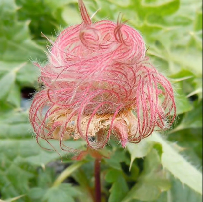 ˃̶͈🍧˂̶͈ Prairie Smoke Flower Seeds🌿Sweet Plants