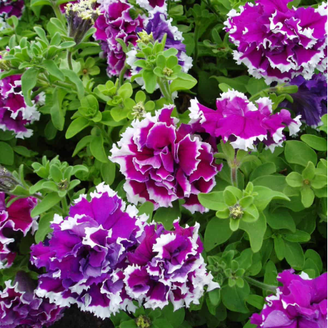 Double Pirouette Petunia Seeds (Red & Salmon) – Award-Winning Ruffled Bicolor Blooms for Hanging Baskets & Containers