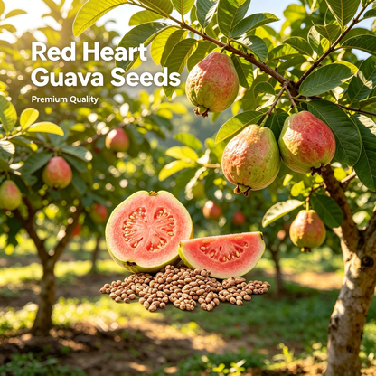 🍓 Plant Exotic Red Guava & Enjoy Fresh Fruit