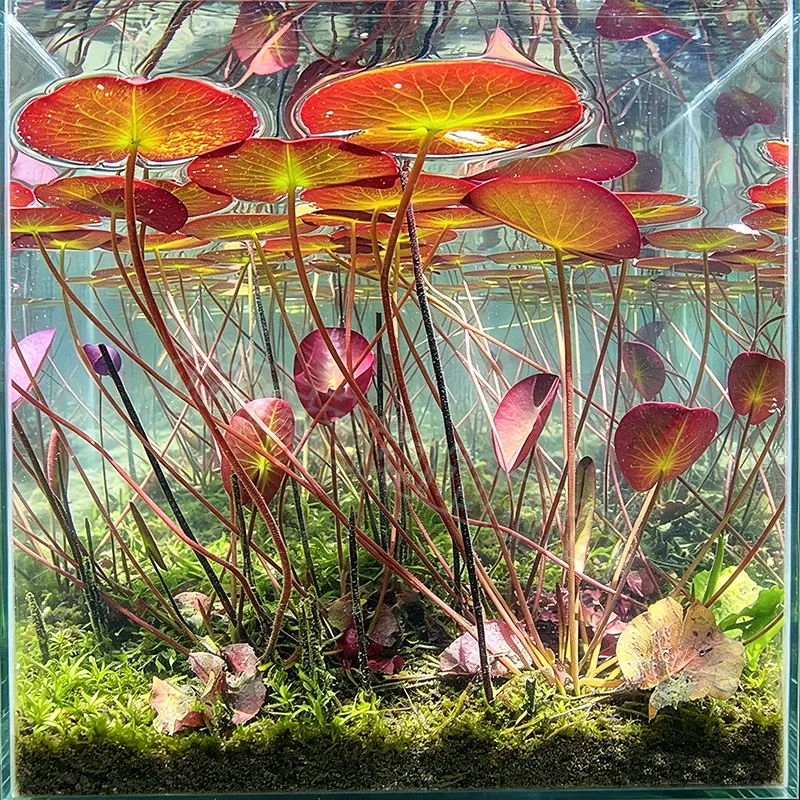 👍New Arrival👍 🐟Create a living garden in your tank with red lotus roots
