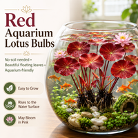❤️Red Lotus Roots