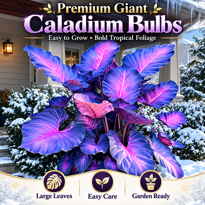 🔥 Premium Giant Caladium Bulbs 🌿🌈 Easy Care & Cold Hardy &Giant Leaves