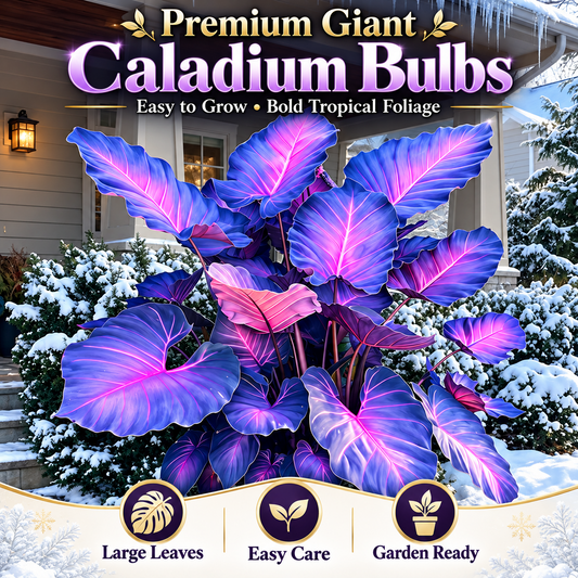 🔥 Premium Giant Caladium Bulbs 🌿🌈 Easy Care & Cold Hardy &Giant Leaves
