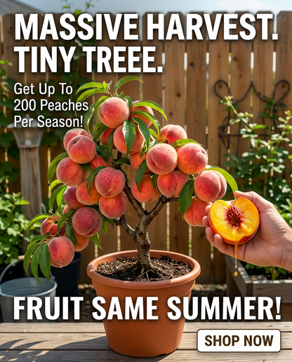 🔥 New Arrival 🍑 ‘Honey Red’ Dwarf Peach Tree Seeds