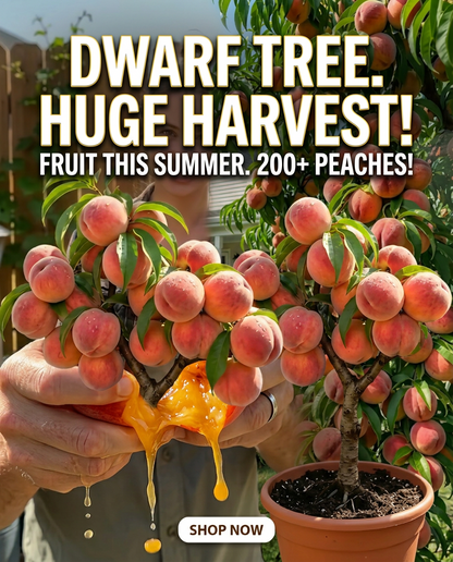 🔥 New Arrival 🍑 ‘Honey Red’ Dwarf Peach Tree Seeds