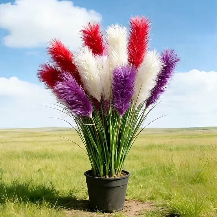 🔥 New Arrival | Mixed Color Pampas Grass Seeds – Grow a Stunning Garden Display