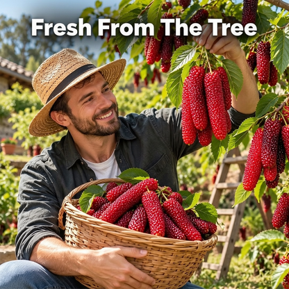 🌿 Rare Giant Mulberry Saplings – Grow Sweet Red & Black Berries at Home