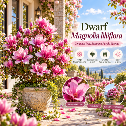 🌸 Magnolia Liliiflora Bulbs 💜 Bring Your Dream Garden to Life!