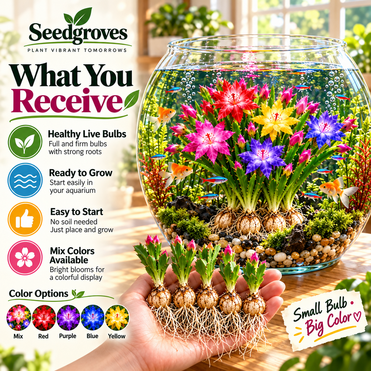 🌈 Mix Color Schlumbergera – Colorful Cascading Blooms for Indoor Displays