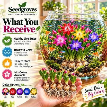 🌈 Mix Color Schlumbergera – Colorful Cascading Blooms for Indoor Displays