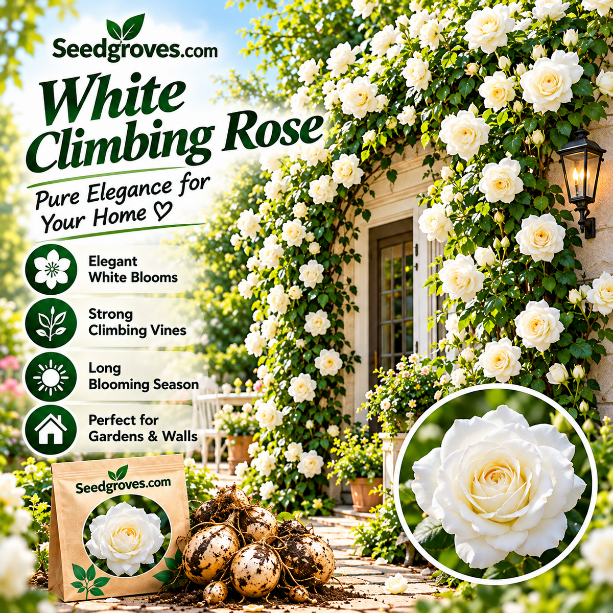 🌹 Colorful Climbing Rose Bulbs – Vibrant Blooms for Arches, Fences & Garden Walls