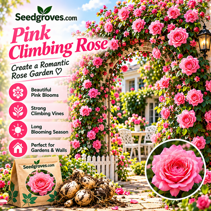 🌹 Colorful Climbing Rose Bulbs – Vibrant Blooms for Arches, Fences & Garden Walls