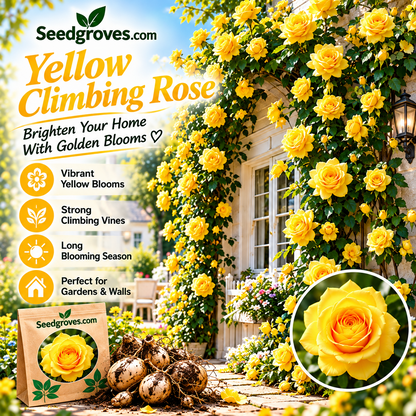 🌹 Colorful Climbing Rose Bulbs – Vibrant Blooms for Arches, Fences & Garden Walls